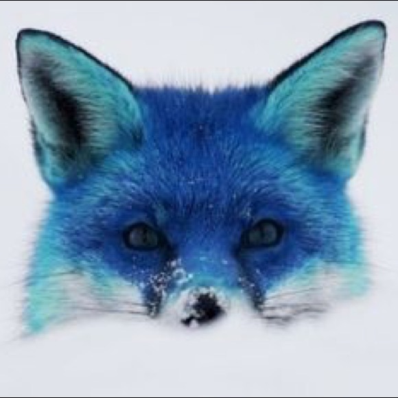 bluefoxfashion